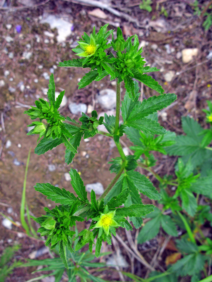 Изображение особи Potentilla norvegica.