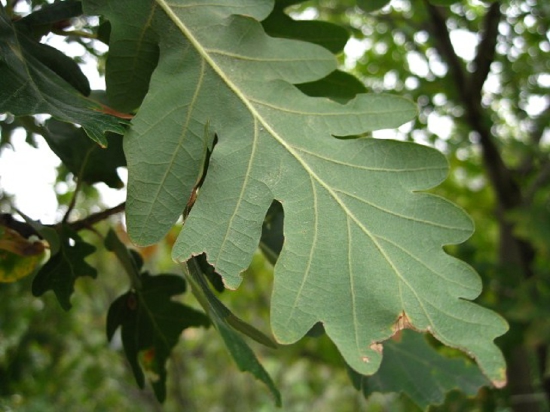 Изображение особи Quercus petraea.