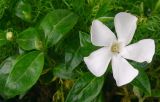 Vinca minor