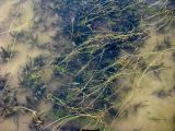 Vallisneria spiralis. Цветущие растения. Астраханская обл., Камызякский р-н, р. Гандурино у переправы возле с. Образцово-Травино. 17.08.2011.
