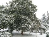 Magnolia grandiflora. Растение под снегом. Крым, г. Ялта, в культуре. 20 января 2012 г.