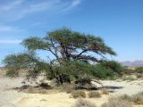 Vachellia tortilis subspecies raddiana. Крупное дерево с развитой кроной. Израиль, долина Арава, Нахаль Шита, днище сухого русла. 24.05.2011.