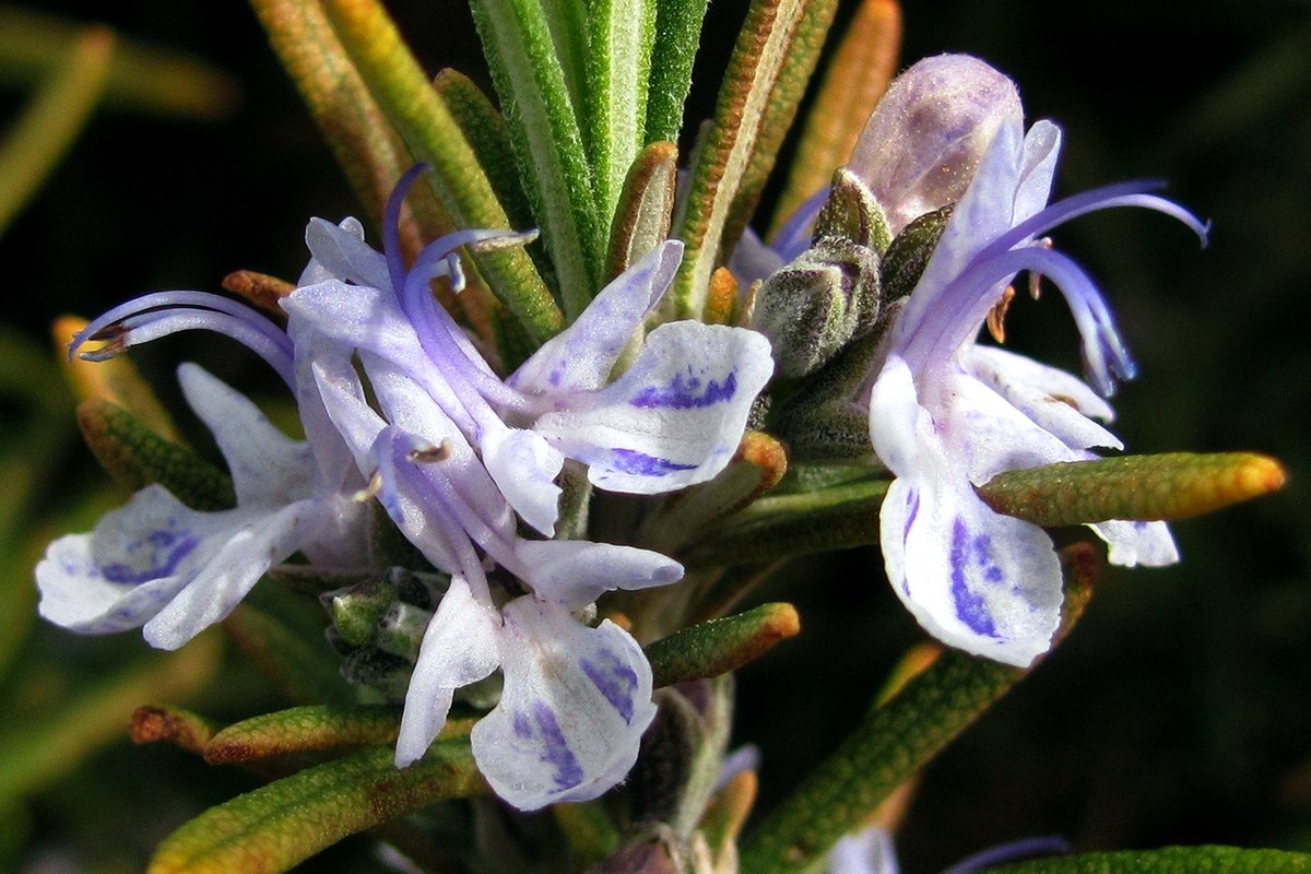 Изображение особи Rosmarinus officinalis.