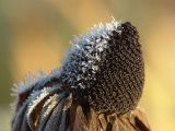 Rudbeckia hirta. Соплодие в инее. Московская обл., дачный участок. 15.10.2004.