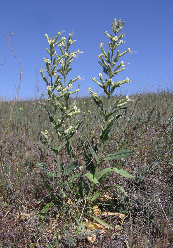 Изображение особи Silene viscosa.