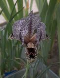 Iris zuvandicus