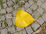 Ficus religiosa