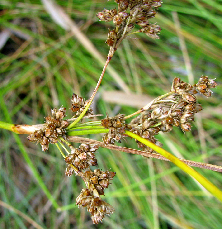 Изображение особи Juncus maritimus.