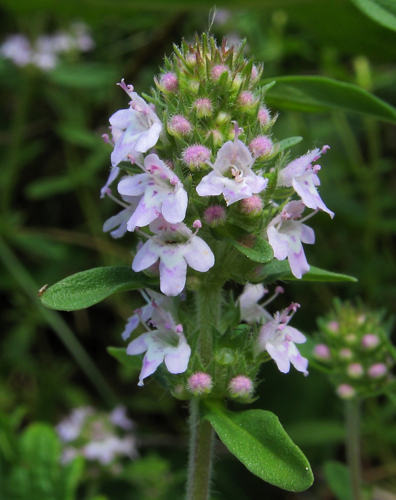 Изображение особи Thymus marschallianus.