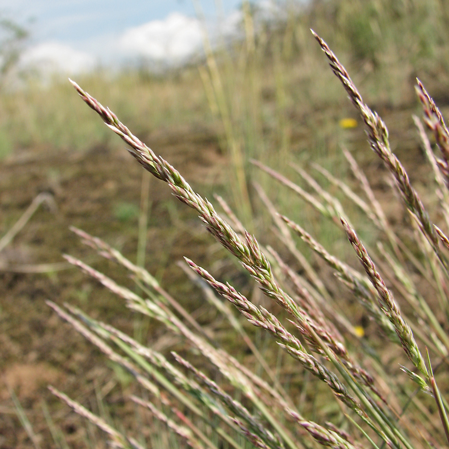 Изображение особи Corynephorus canescens.