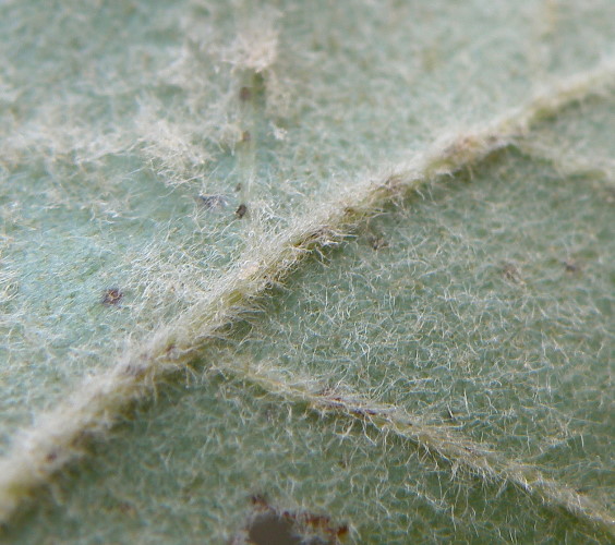 Image of Quercus pubescens specimen.
