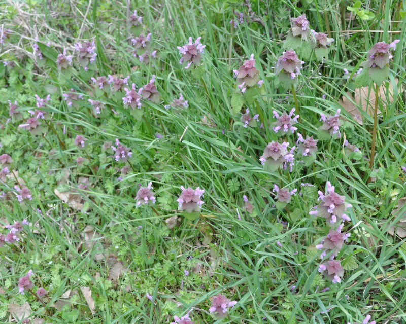 Изображение особи Lamium purpureum.