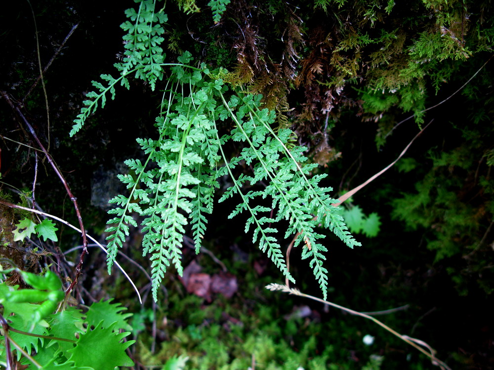 Image of Woodsia pinnatifida specimen.