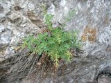 Scrophularia rupestris. Плодоносящее растение на скале. Крым, окр. Феодосии, Лисья бухта. 10 июля 2012 г.