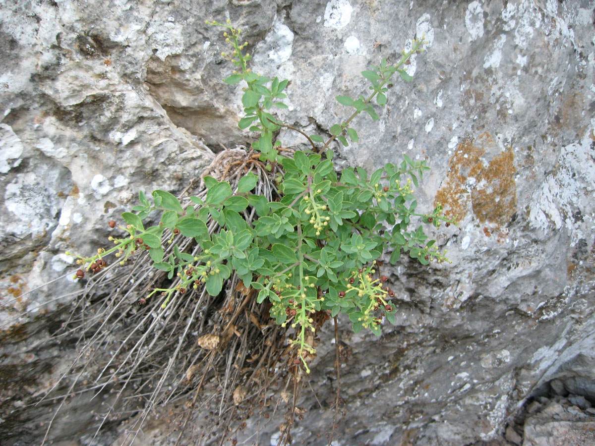 Image of Scrophularia rupestris specimen.