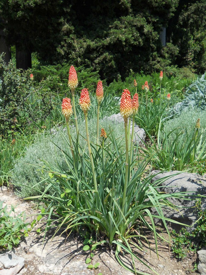 Image of Kniphofia uvaria specimen.
