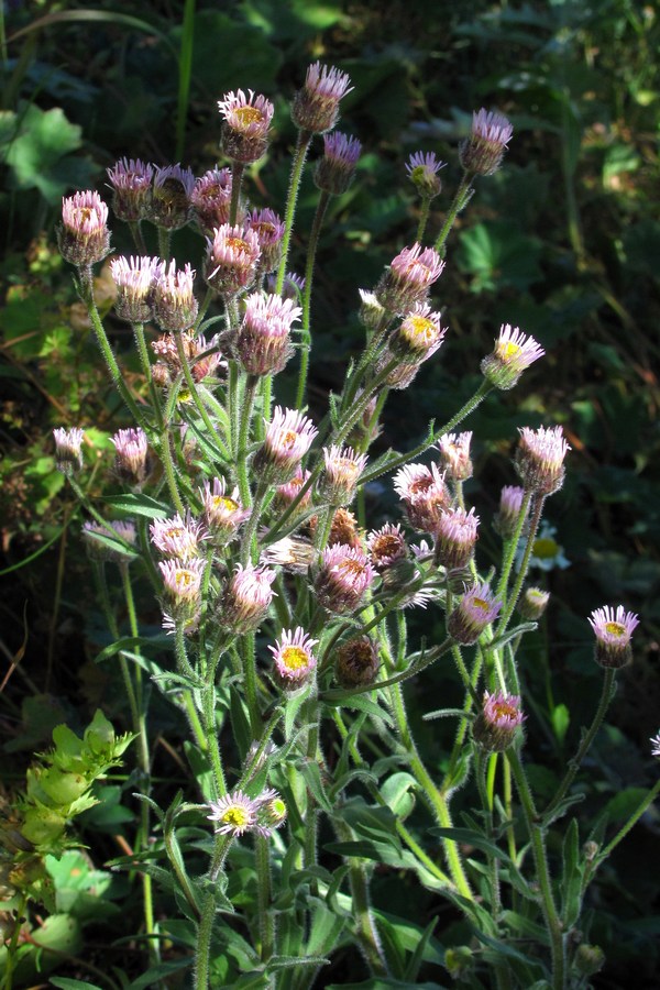 Изображение особи Erigeron orientalis.
