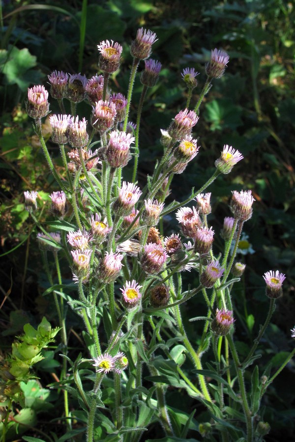 Image of Erigeron orientalis specimen.