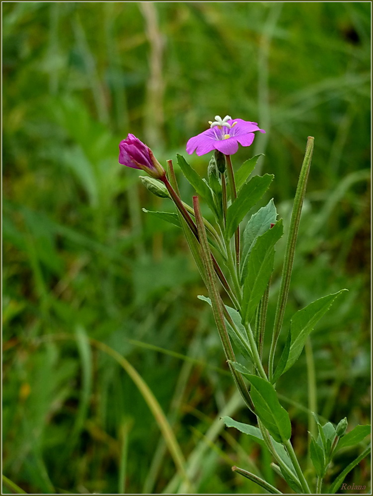 Изображение особи Epilobium hirsutum.