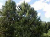 род Juniperus. Взрослые растения. Краснодар, сад КГАУ. 14 сентября 2007 г.