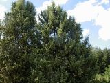 род Juniperus