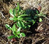 genus Cerastium