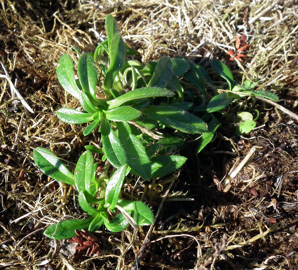 Image of genus Cerastium specimen.