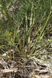 Prangos ornata