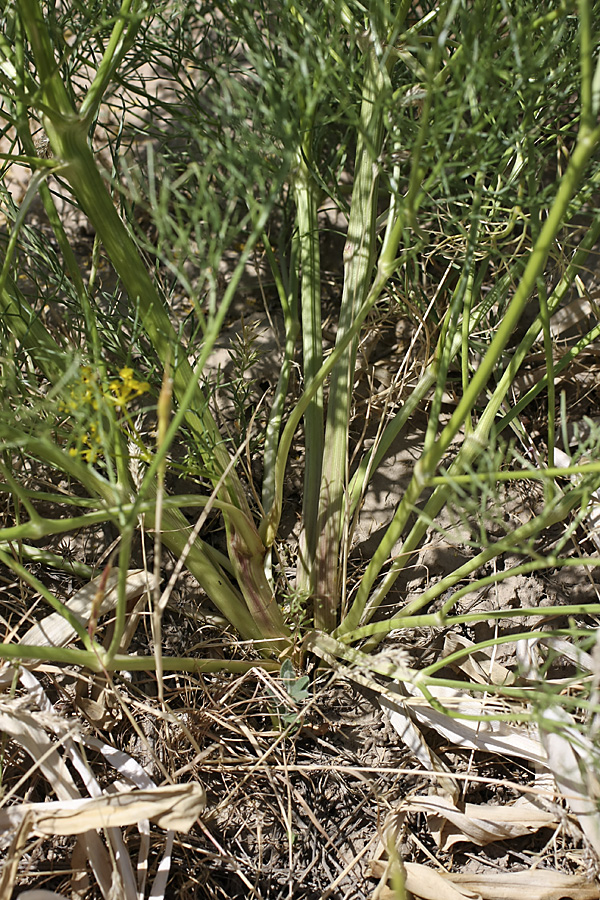 Image of Prangos ornata specimen.