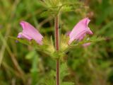 Phtheirospermum chinense. Часть побега с цветками. Приморский край, Спасский р-н, окр. с. Хвалынка. 26.08.2012.