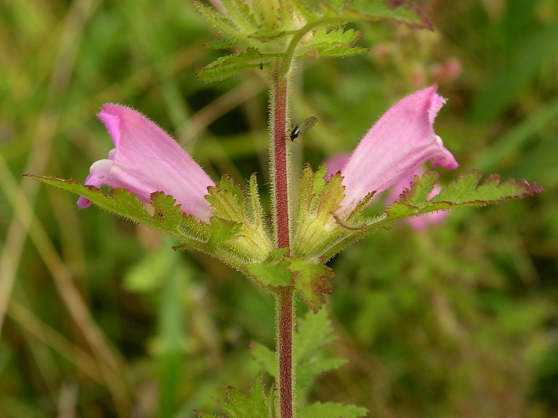 Image of Phtheirospermum chinense specimen.