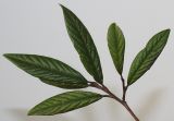 Image of taxon representative. Author is Валерий Куделя