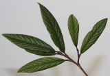 Cotoneaster salicifolius