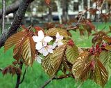Cerasus sachalinensis. Ветви с цветками. Южно-Сахалинск. Май 2003 г.