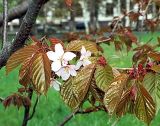 Cerasus sachalinensis