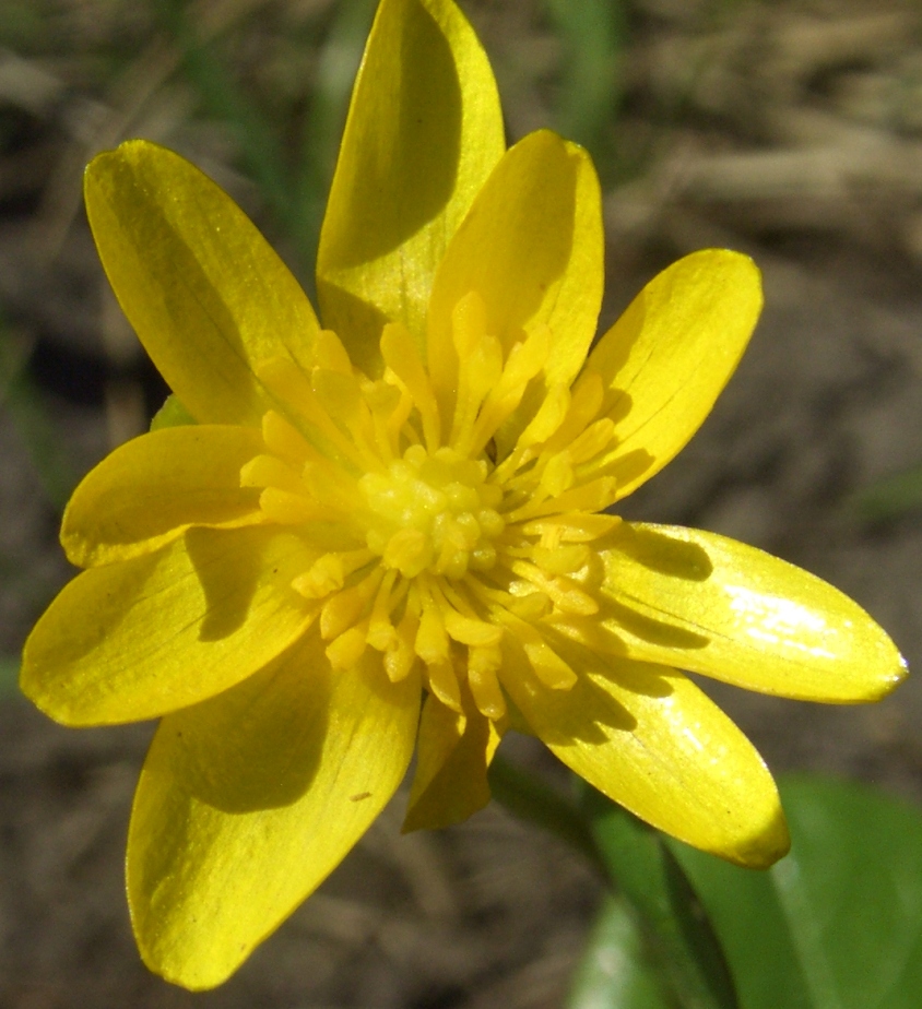 Image of Ficaria verna specimen.