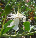 Capparis herbacea