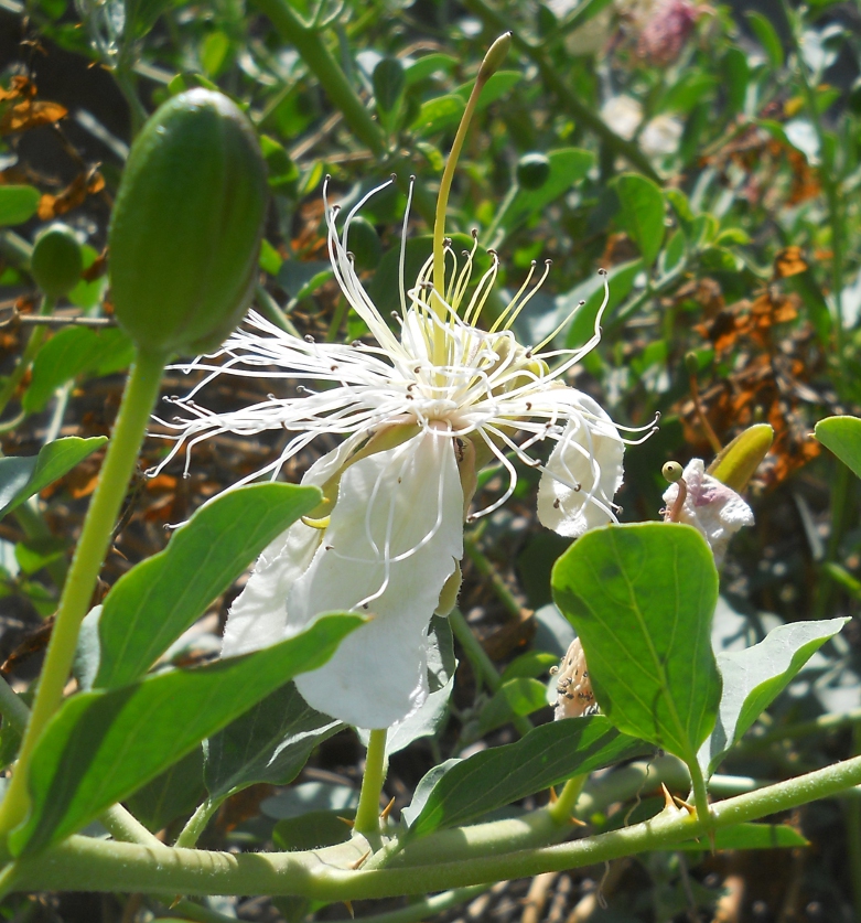 Image of Capparis herbacea specimen.