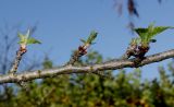 Prunus umbellata