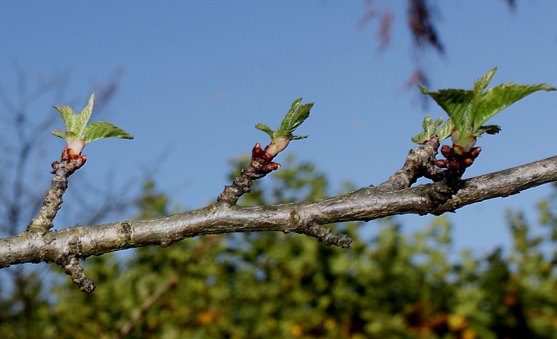Image of Prunus umbellata specimen.