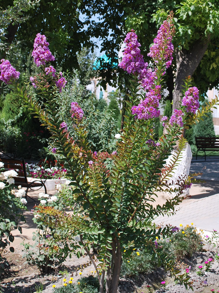 Изображение особи Lagerstroemia indica.