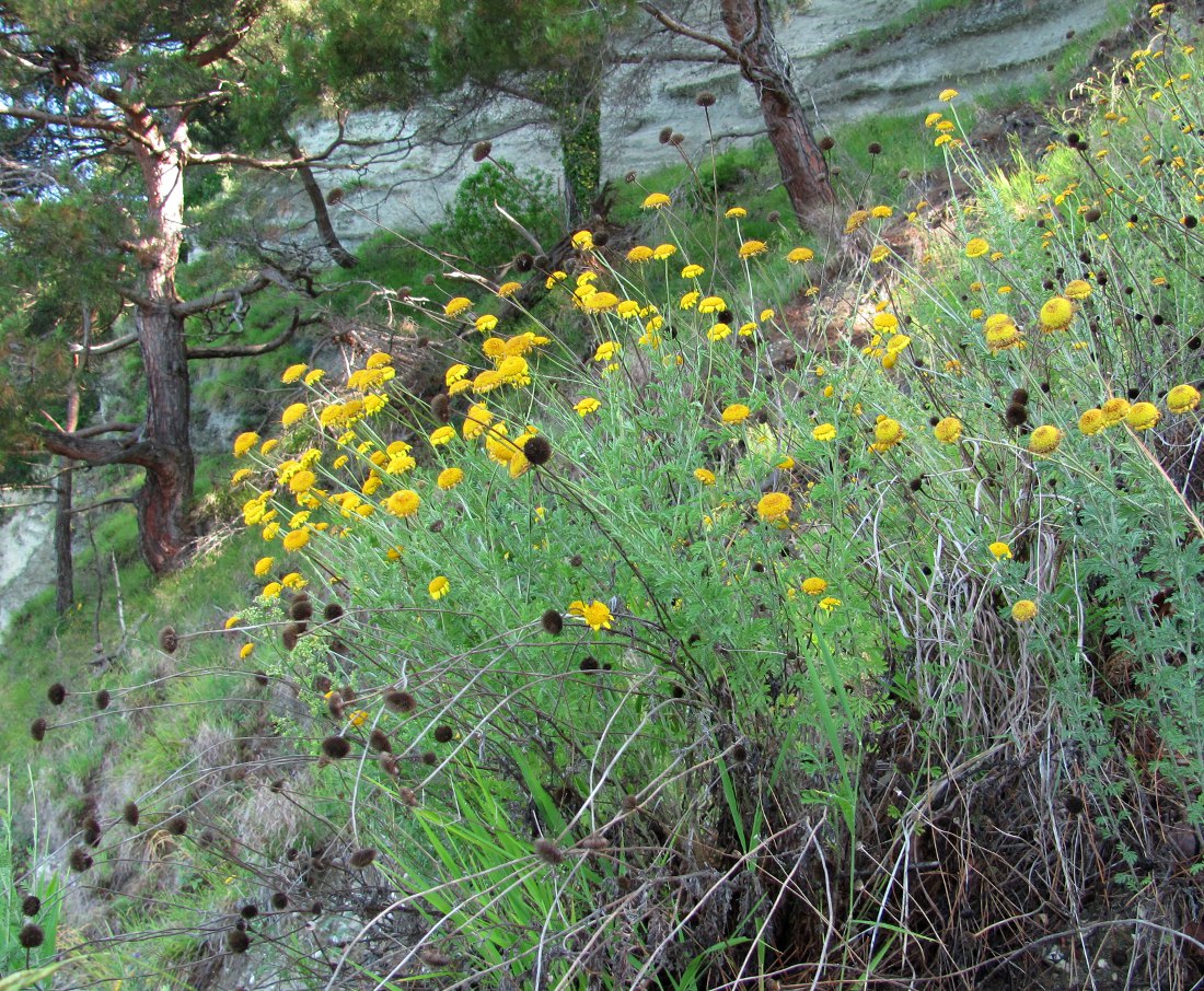 Изображение особи Anthemis tinctoria.