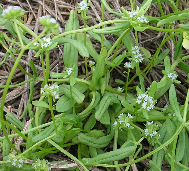 Изображение особи Valerianella locusta.