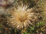Cirsium vulgare. Соплодие. Украина, г. Запорожье, пос. Солнечный. 28.08.2009.