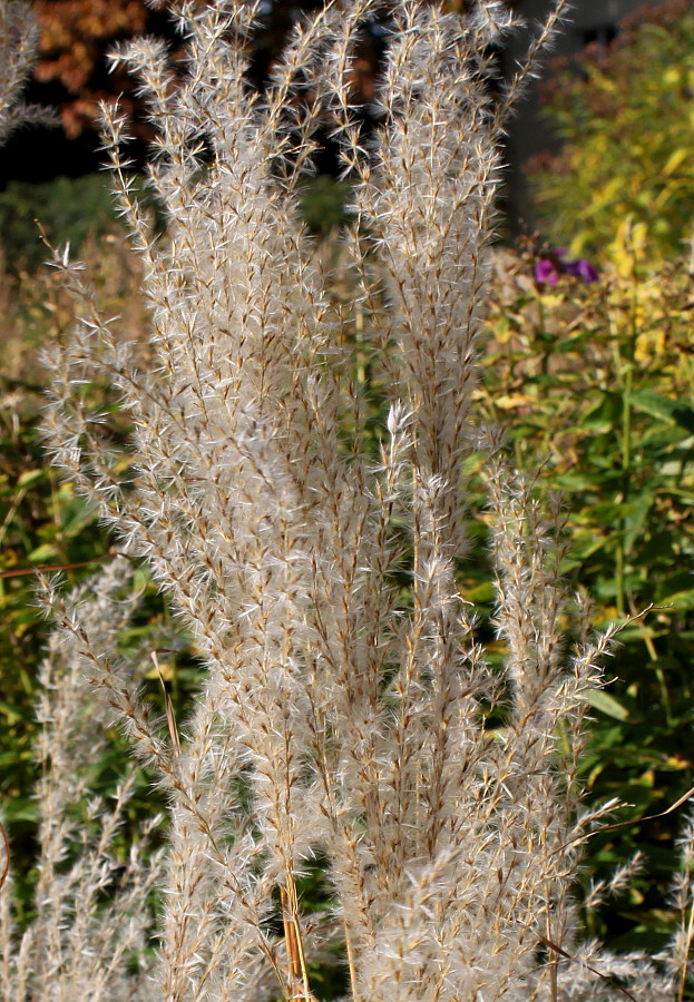 Изображение особи Miscanthus sinensis.