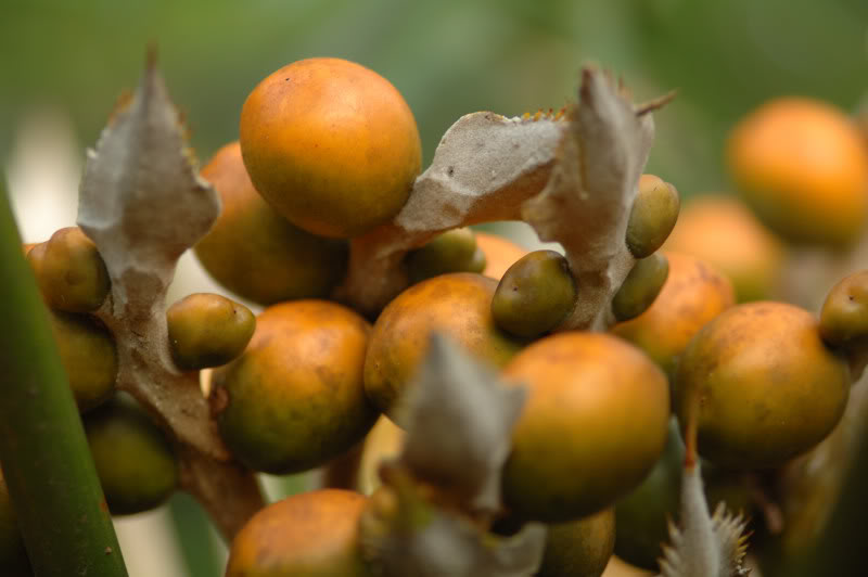 Изображение особи Cycas circinalis.