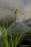 Carex flava