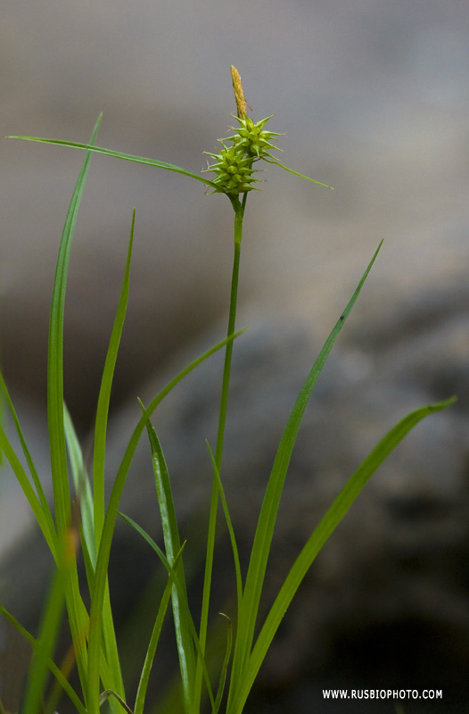 Изображение особи Carex flava.