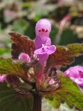 Lamium purpureum. Цветок. Крым, Карадагский заповедник, парк биостанции. 1 марта 2013 г.