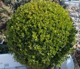 Buxus sempervirens. Растение шаровидной формы. Германия, г. Кемпен, для высадки в историческом центре города. 27.03.2013.